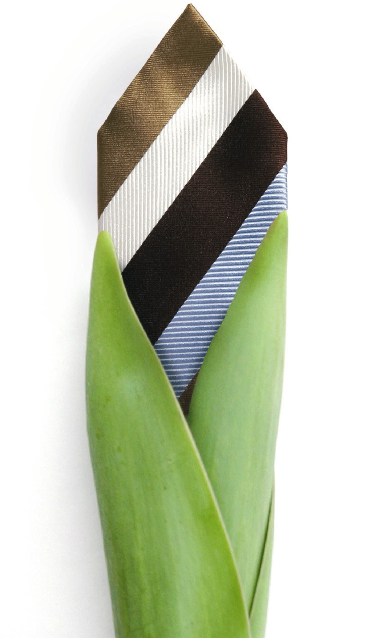 Tulpe mit Krawatte als Blüte